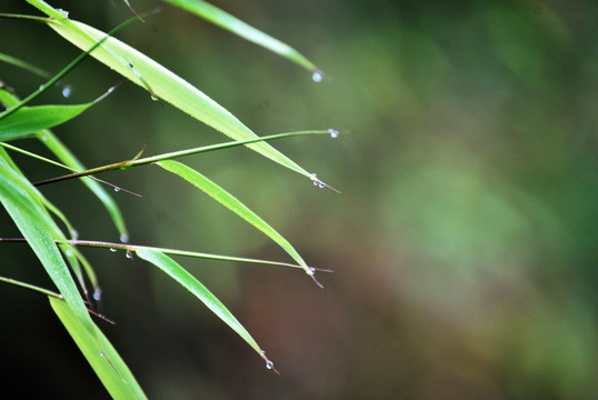 水珠 叶子