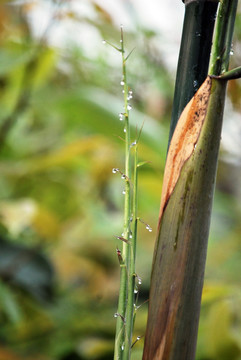 水珠 植物