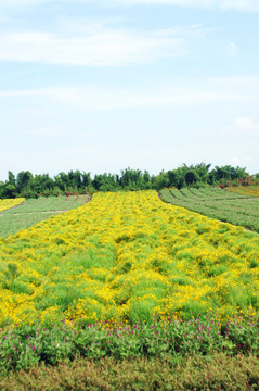 百万葵园 花海