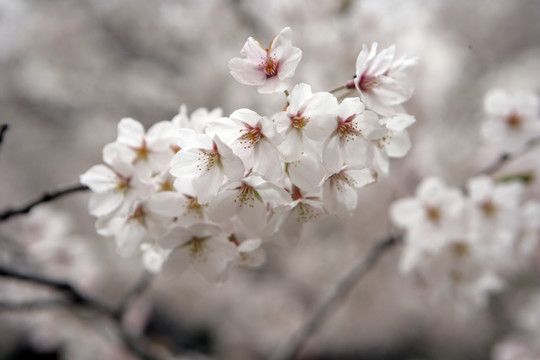 樱花