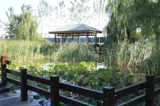 朝阳公园 生态溪谷