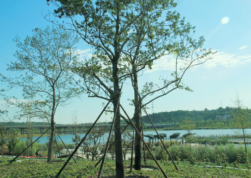 莲石湖公园   大树  湖水