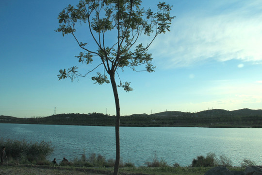 莲石湖公园   大树  湖水