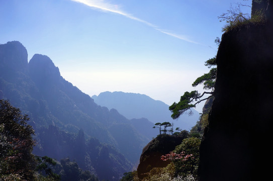 高山峻岭松树 三清山