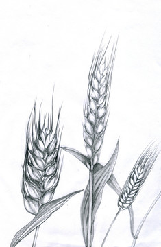 麦子 麦穗