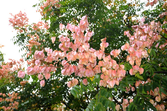 植物花卉