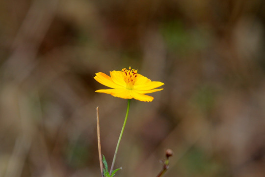 金鸡菊