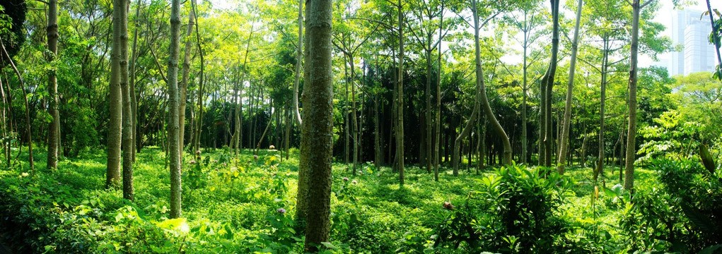 深圳莲花山公园树林