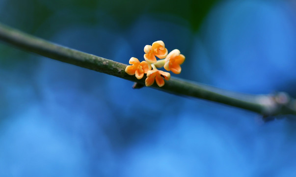 桂花