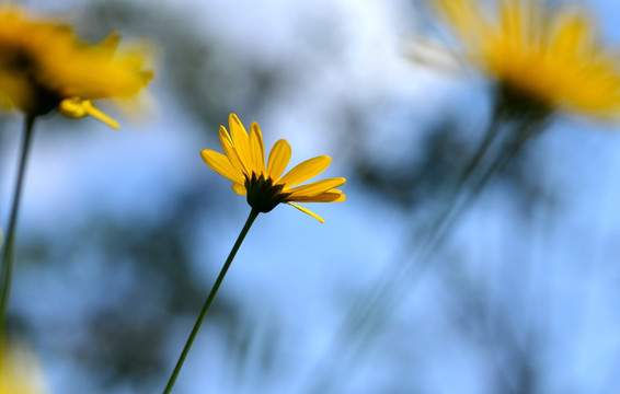 菊花意