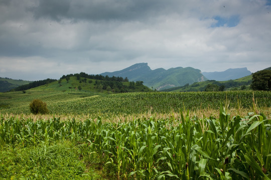 玉米地