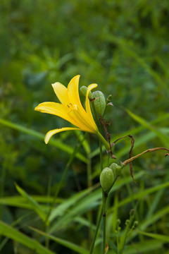 萱草花