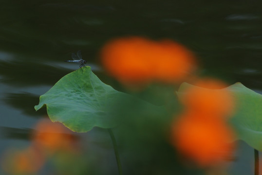 夏日荷韵