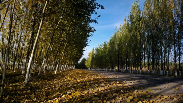 乡间小路