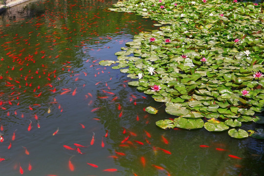 莲花与锦鲤