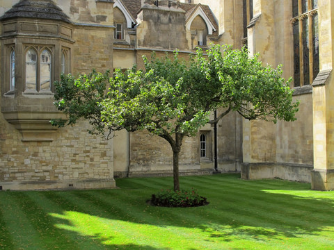 剑桥大学的苹果树