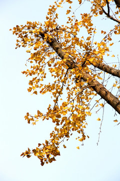金色银杏树