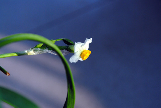 花特写