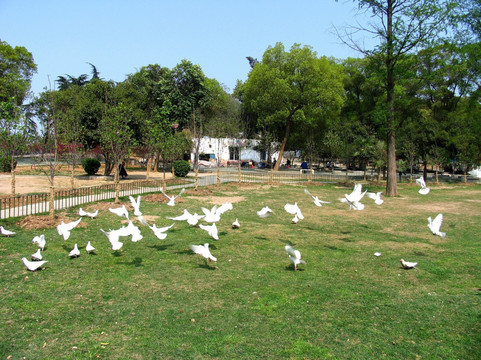 武汉 洪山公园