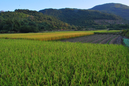 田園風光 農田 家園