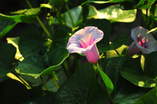 田园风光 地瓜花