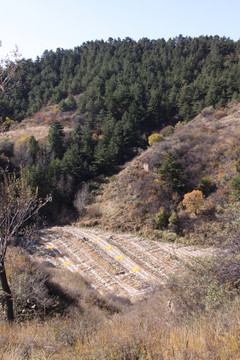 田野秋色