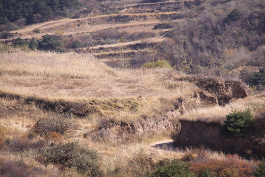 野山坡