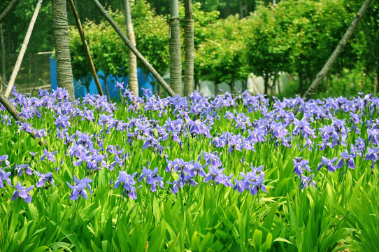 鸢尾花