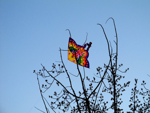 树上的风筝