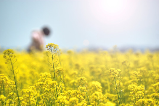 女孩花田