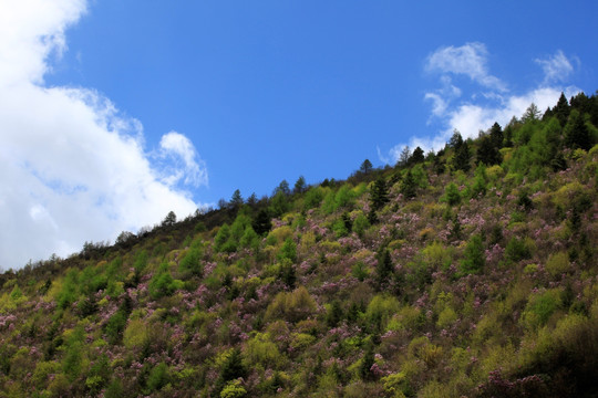 香格里拉风光