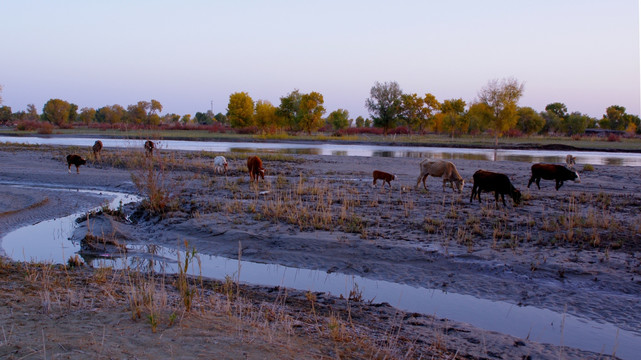 塔河河滩上的牛群
