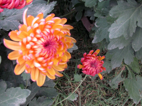 菊花
