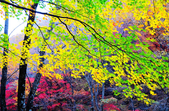 关门山枫叶