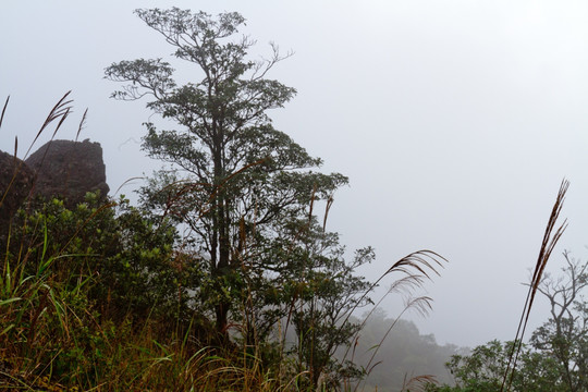 防城港南山风景区 树