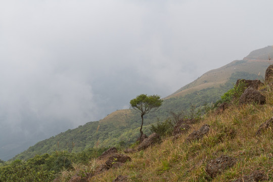 高山一棵树