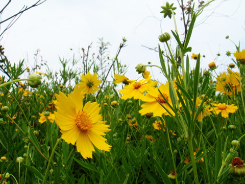 金鸡菊