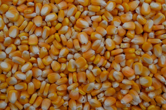 玉米籽