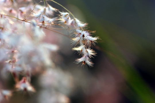 芦苇花开