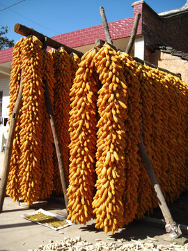 农家玉米架