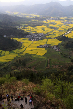 皖南柯村油菜花