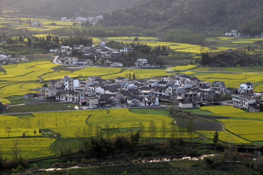 皖南柯村油菜花