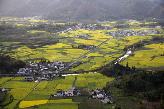 皖南柯村油菜花