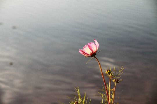 小花