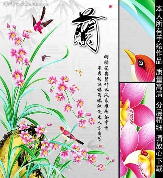 兰花 兰花图 无框画