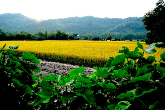 田园风光 田野 稻田 远山