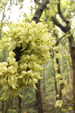 禾雀花