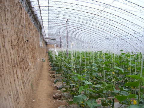 温室黄瓜生产