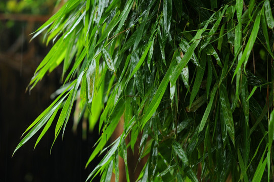 乡村雨中竹叶