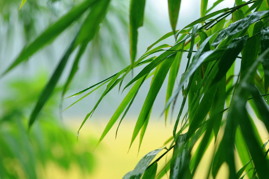 乡村雨中竹叶